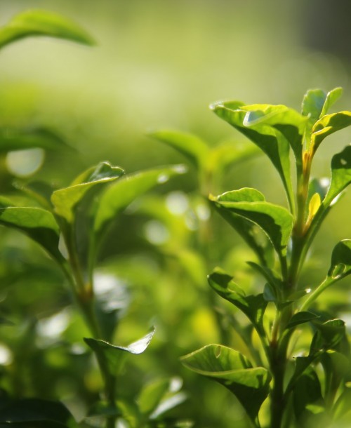 Green tea in cosmetics – why is this ingredient so important for beauty?